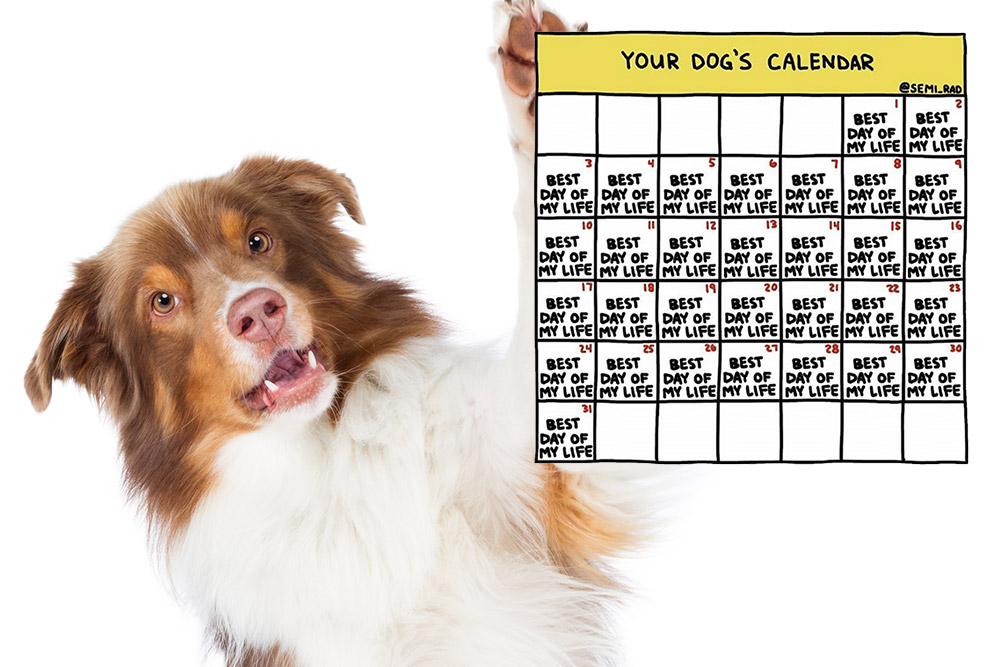 Dog holding up a calendar that says best day of my life for everyday